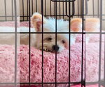 Small #2 Maltipom