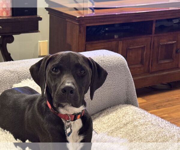 Medium Photo #2 Labrador Retriever-Unknown Mix Puppy For Sale in Holly Springs, NC, USA