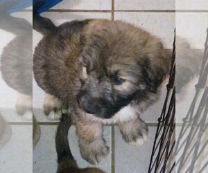 German Shepherd Dog-Schnauzer (Standard) Mix Puppy for sale in JONESBORO, GA, USA