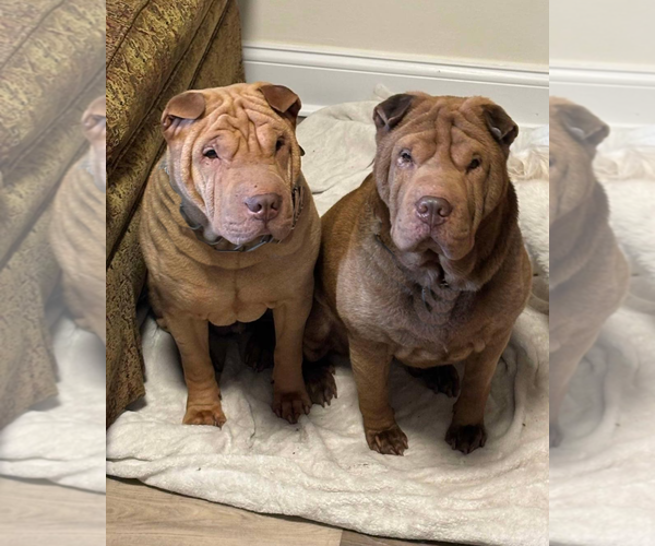 Medium Photo #1 Chinese Shar-Pei Puppy For Sale in Spring Lake, NJ, USA