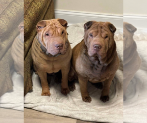 Chinese Shar-Pei Dogs for adoption in Spring Lake, NJ, USA