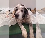 Small #2 German Wirehaired Pointer-Spaniel Mix