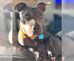 Small American Pit Bull Terrier Mix