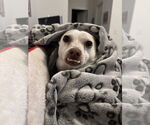 Small #4 Chihuahua Mix
