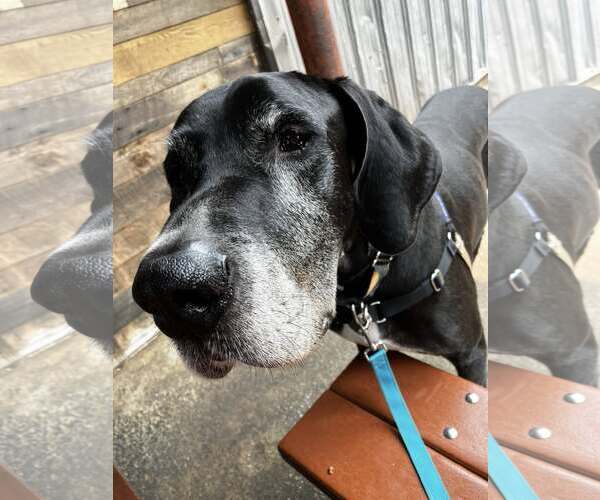 Medium Photo #3 Great Dane Puppy For Sale in Huntersville, NC, USA