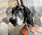 Small #2 Great Dane