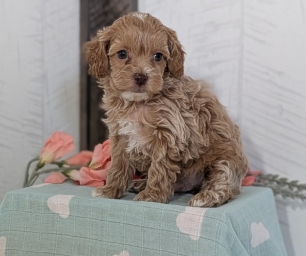 Medium Photo #7 Cockapoo (Toy) Puppy For Sale in GOSHEN, IN, USA