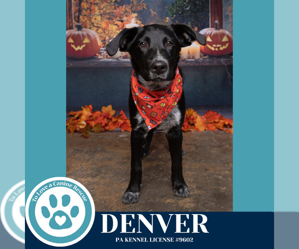 Medium Photo #25 Golden Retriever-Unknown Mix Puppy For Sale in Kimberton, PA, USA