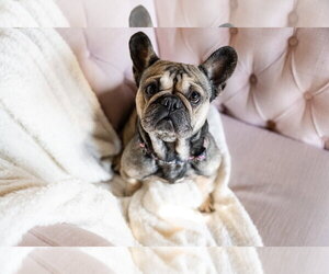 French Bulldog Dogs for adoption in St. Louis Park, MN, USA