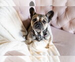 Small French Bulldog