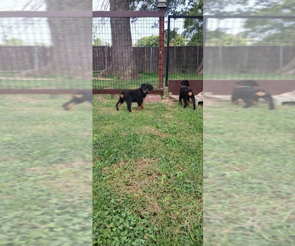 Medium Photo #6 Rottweiler Puppy For Sale in DANVILLE, IL, USA