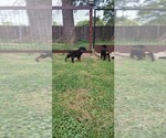 Small #5 Rottweiler