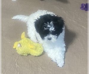 Shih-Poo Puppy for sale in GLOUCESTER, VA, USA