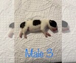 Puppy 5 Australian Kelpie-Catahoula Leopard Dog Mix