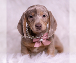 Small #4 Dachshund