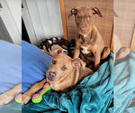 Small #10 American Staffordshire Terrier-Labrador Retriever Mix