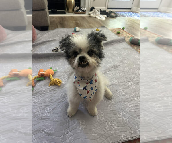 Medium Photo #1 Shiranian Puppy For Sale in Raleigh, NC, USA