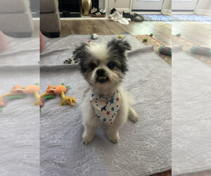 Shiranian Dogs for adoption in Raleigh, NC, USA