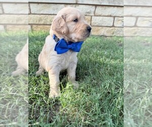 Golden Retriever Puppy for sale in COMFORT, TX, USA