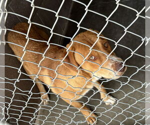 Labrador Retriever-Unknown Mix Dogs for adoption in Las Vegas, NM, USA