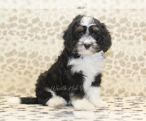 Miniature Bernedoodle Puppy for sale in DENVER, PA, USA