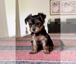 Puppy Princess Peach Yorkshire Terrier