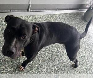 American Pit Bull Terrier Dogs for adoption in Salisbury, NC, USA