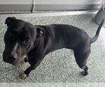 Small American Pit Bull Terrier