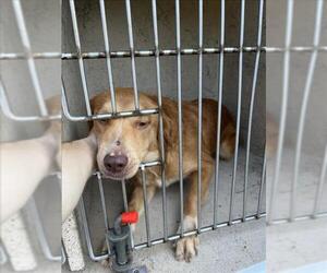 Collie-Unknown Mix Dogs for adoption in Oklahoma City, OK, USA