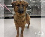 Small #1 Mutt