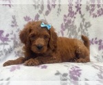 Small Photo #12 Goldendoodle-Poodle (Standard) Mix Puppy For Sale in LAKELAND, FL, USA