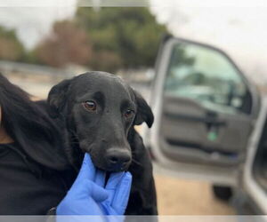 Labrador Retriever-Unknown Mix Dogs for adoption in HESPERIA, CA, USA