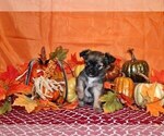 Small #2 Chihuahua