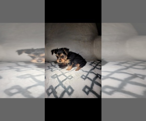 Medium Photo #3 Yorkshire Terrier Puppy For Sale in PRESCOTT VALLEY, AZ, USA
