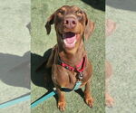 Small Doberman Pinscher Mix