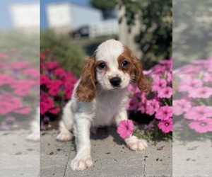 Cavalier King Charles Spaniel Puppy for Sale in CANOGA, New York USA