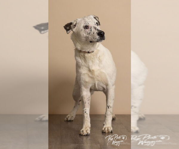 Medium Photo #8 Mutt Puppy For Sale in Claremore, OK, USA