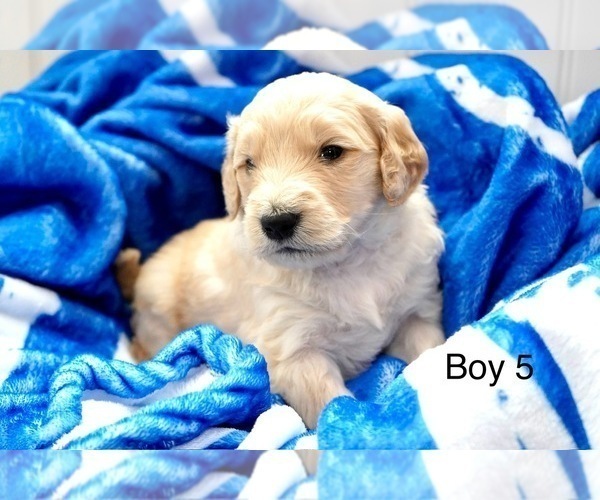 Medium Photo #13 Goldendoodle Puppy For Sale in CARTHAGE, TN, USA