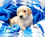 Small #12 Goldendoodle