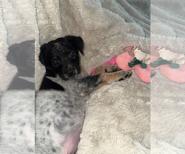 Medium Photo #3 Mutt Puppy For Sale in Houston, TX, USA