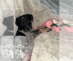 Small #2 Mutt
