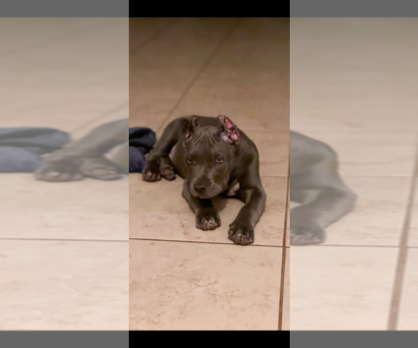 Medium Photo #3 American Bully Puppy For Sale in MANOR, TX, USA