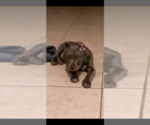 Small Photo #3 American Bully Puppy For Sale in MANOR, TX, USA