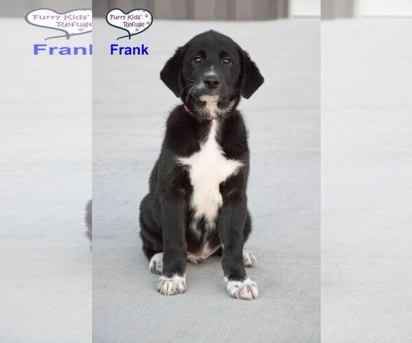 Medium Photo #3 Labrenees Puppy For Sale in Lee's Summit, MO, USA