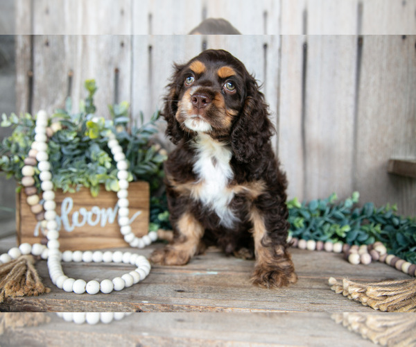 Medium Photo #3 Cocker Spaniel Puppy For Sale in BALTIC, OH, USA