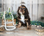 Small #1 Cocker Spaniel