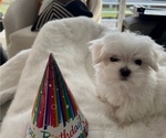 Small #2 Maltese