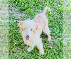 Cavapoo mix (+ Poodle Miniature) Puppy for sale in BLUE SPRINGS, MO, USA
