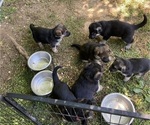 Small German Shepherd Dog