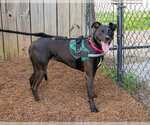Small #2 Labrador Retriever Mix